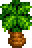 palmtree.gif (1247 bytes)